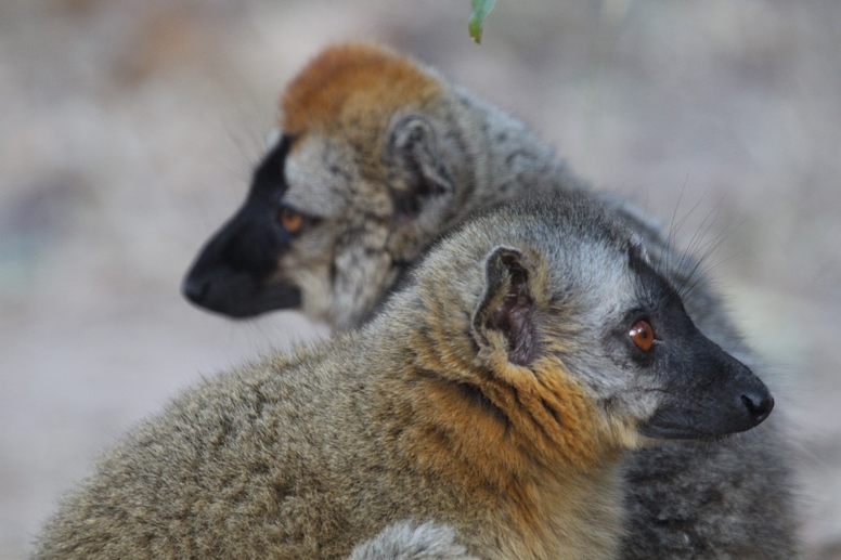 brown lemurs